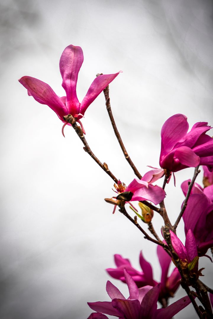 Spring blooms East Tennessee Knoxville Botanical Gardens