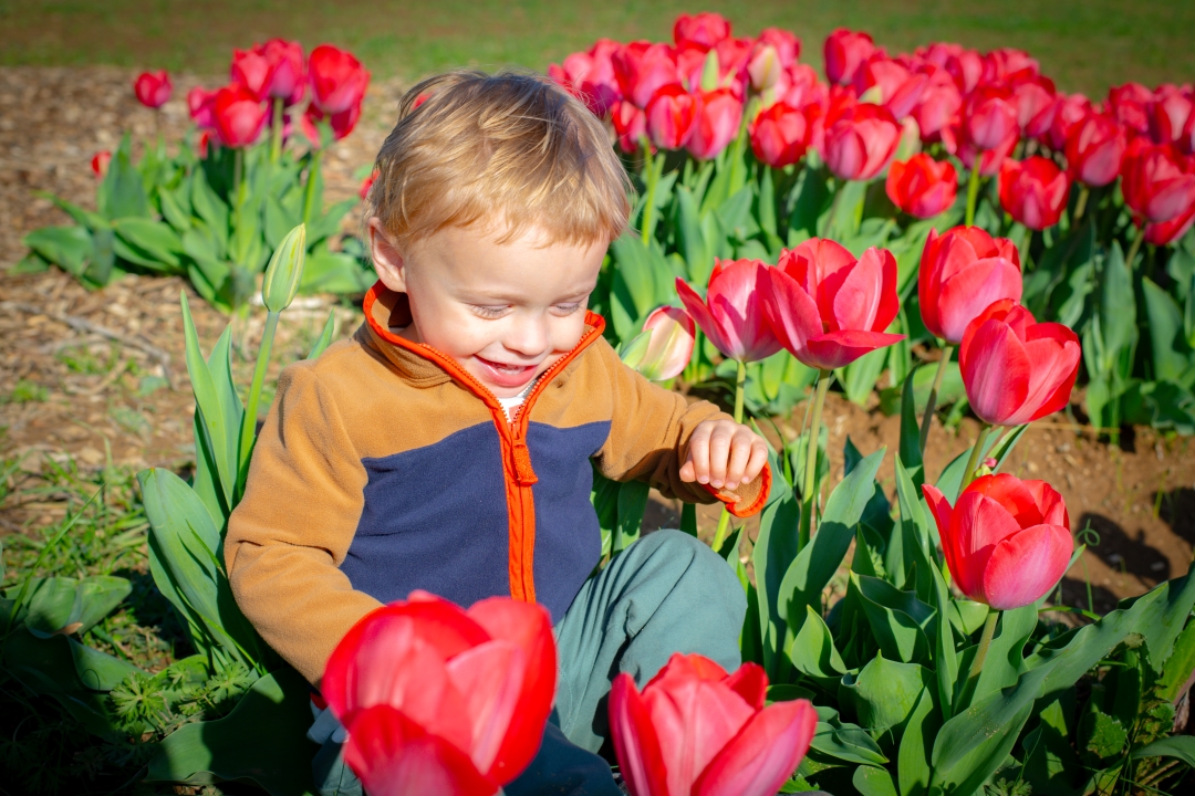 Tulip Festival Corryton TN